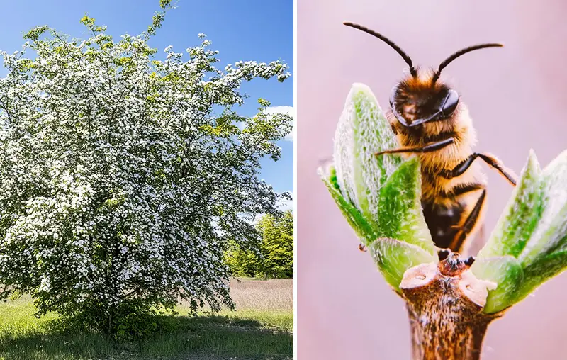 Small Wildlife-friendly Trees – The Best Native Trees For Natural Smaller Gardens