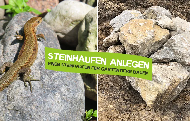 Steinhaufen anlegen – So einfach hilfst du Reptilien und Insekten im Garten