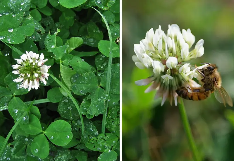 A bee on a white clover flower