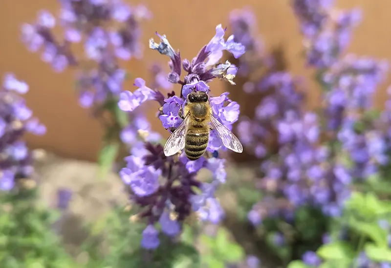 Garten für Wildbienen anlegen mit diesen Tipps