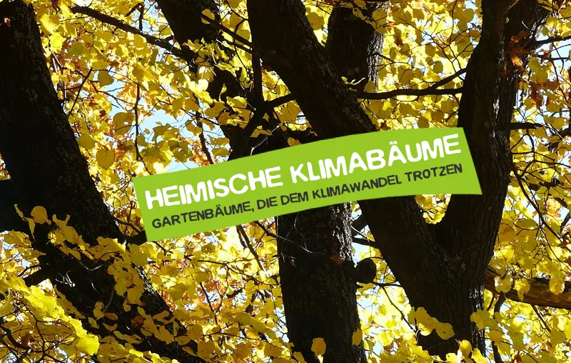 Klimabäume – Trockenheitsresistente Bäume für den Garten, die dem Klimawandel trotzen