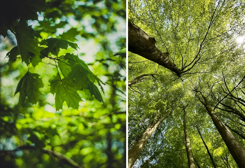 Ahorn und Eiche sind heimische Klimabäume