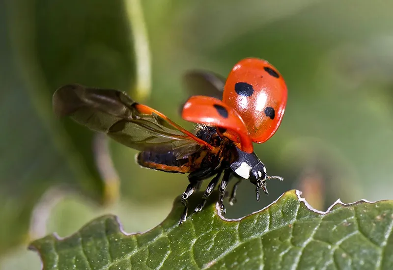 Auf Umweltgifte im Garten vermeiden durch natürliche Schädlingsbekämpfung