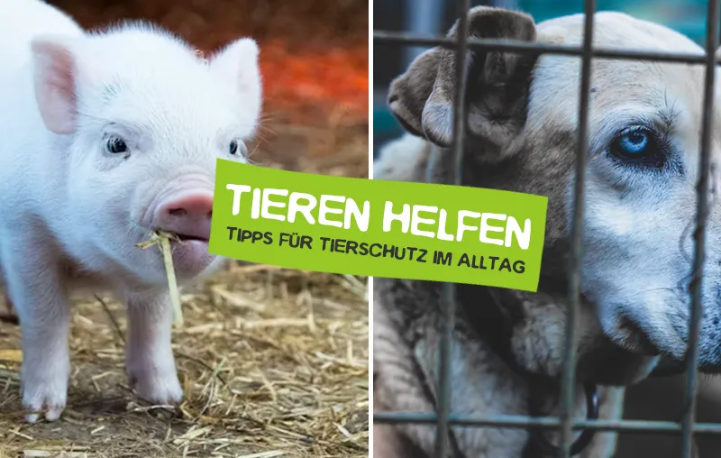 Tierschutz im Alltag - So hilfst du Tieren