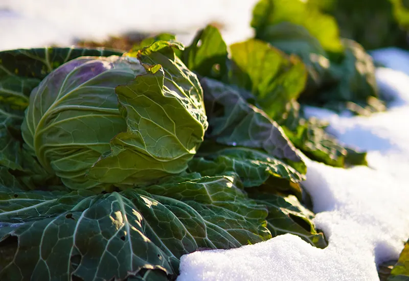 Kohl ist ein Wintergemüse