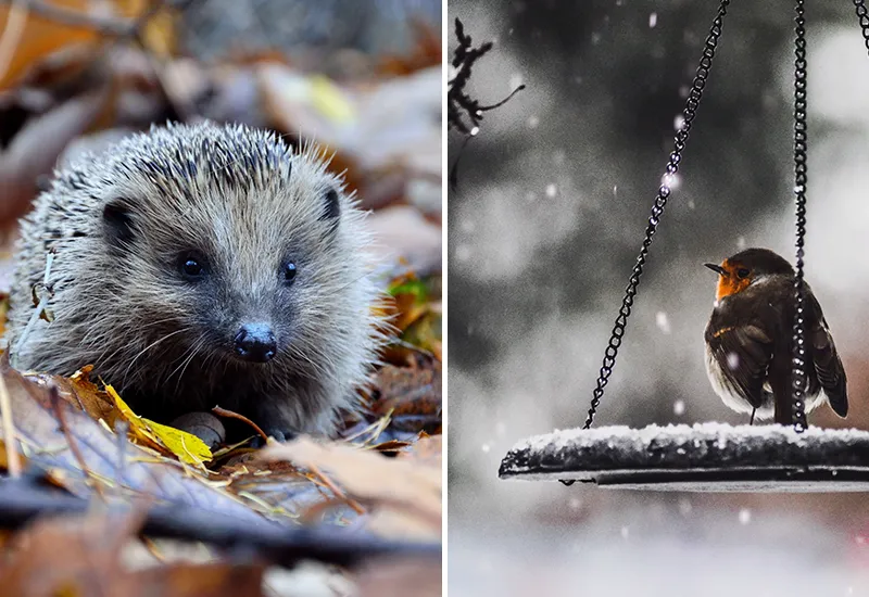 Igel und Rotkehlchen im Winter helfen