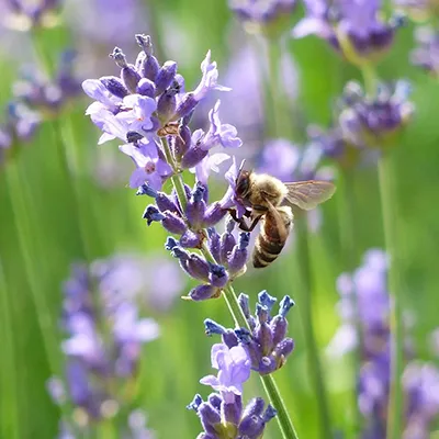 Naturgarten