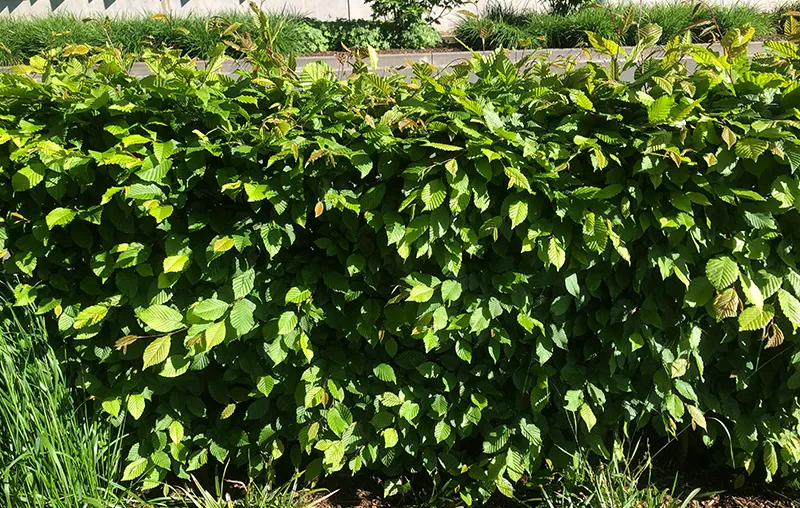 Native Formal Hedges – The Best Wildlife-Friendly Hedge Plants That Are Easy to Shape