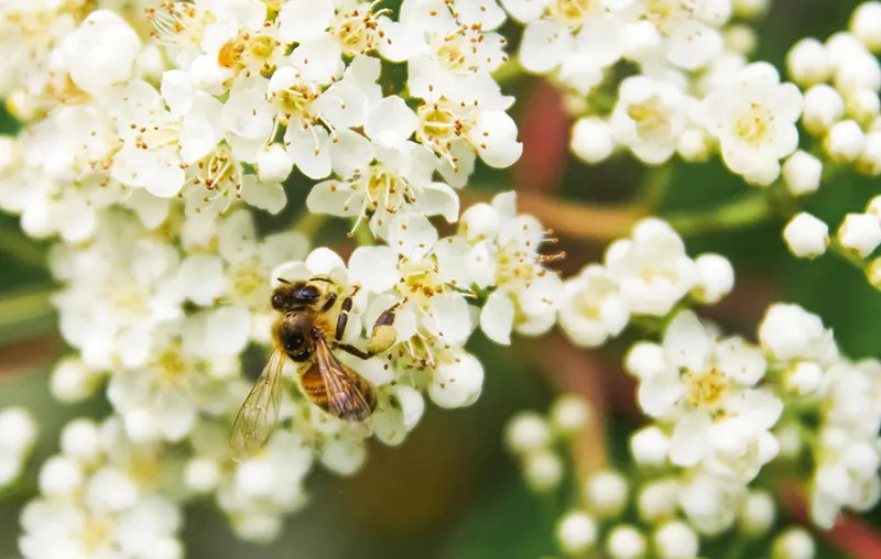 Bee-Friendly Shrubs – The Best Native Wild Bushes That Attract Pollinators