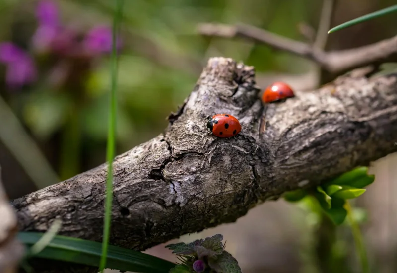 Settle ladybugs with dead wood in the garden