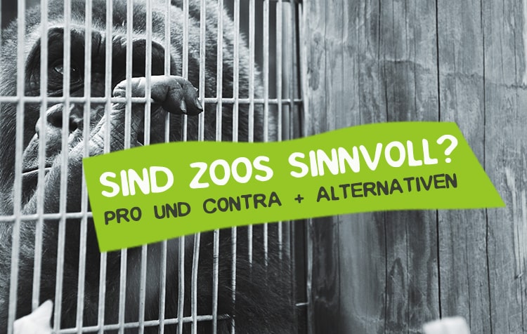 Sind Zoos Sinnvoll Und Zeitgemass Pro Contra Careelite